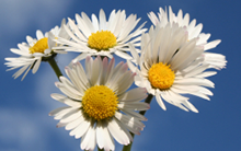 Chauffage Au Fioul Domestique ou Au Gaz Naturel (formations présentielle ou en visioconférence)